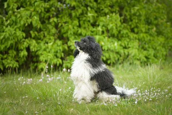 Portrait Black Poodle Pink Leaves Flowers Loves Doing Model Photographers — Stock Photo, Image