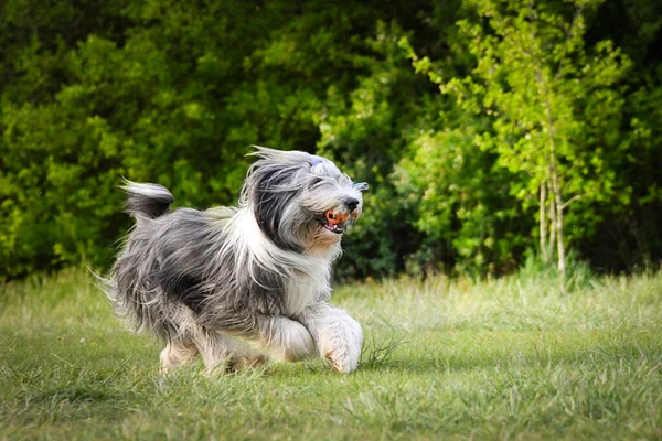 Çılgın Sakallı Çoban Köpeği Doğada Koşuyor Çok Mutlu Enerji Dolu — Stok fotoğraf