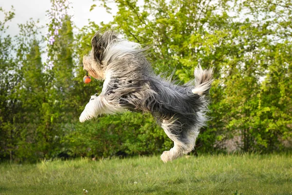 Collie Barbu Fou Court Dans Nature Est Heureux Plein Énergie — Photo