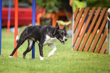 Czech çeviklik yarışmasında slalom koşan sevimli üç renkli Border collie. Köpekler bayılır.!