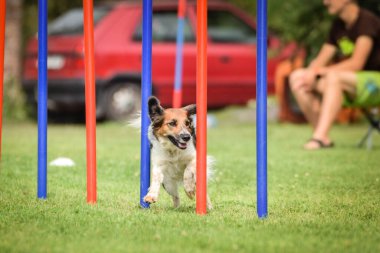 Siyah ve beyaz Bohem Benekli Köpek, Çekiç çeviklik yarışında yarışıyor. Köpek parkı Ratenice 'de çeviklik yarışması