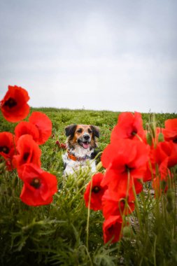 Haşhaş tohumunda saklanan siyah beyaz benekli köpeğin portresi. Çok tatlı.