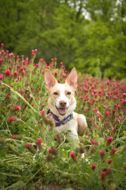 Jung beyaz köpek uzun yonca üzerinde oturuyor. Çok komik bir yüzü var.