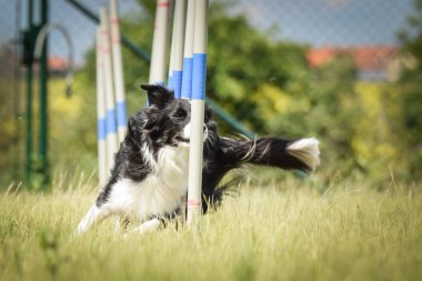 Sınır çoban köpeği özel eğitiminde çeviklik slalom 'unda. Czech çeviklik takımıyla harika bir gün..