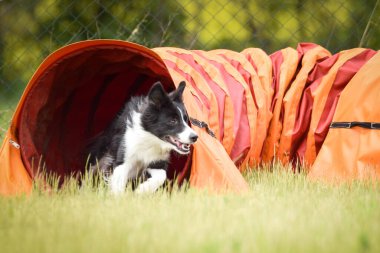 İnanılmaz, border collie çeviklik tünelinde koşuyor. Çeviklik konusunda inanılmaz bir köpek..