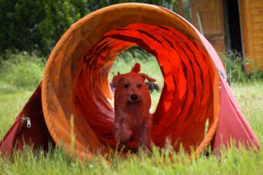 İnanılmaz, çılgın beyaz köpek çeviklik tünelinde koşuyor. Çeviklik konusunda inanılmaz bir köpek..