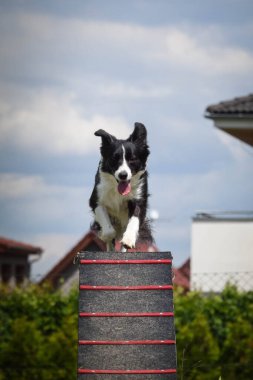 Çılgın siyah-beyaz sınır köpeği çeviklik parkında köpek gezintisinde koşuyor. Rekabet için yeni şeyler öğretiyor..