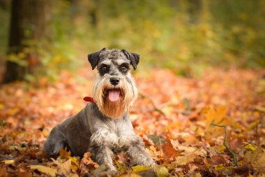 Schnauzer doğada yapraklarla birlikte yatıyor. Çok tatlı bir köpek..