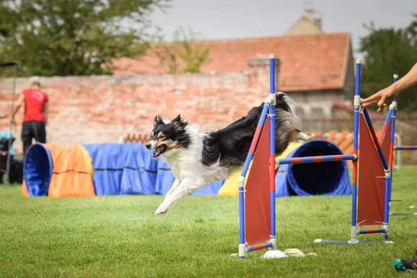 Fronteira Collie Está Saltar Sobre Obstáculos Dia Incrível Competição Agilidade — Fotografia de Stock