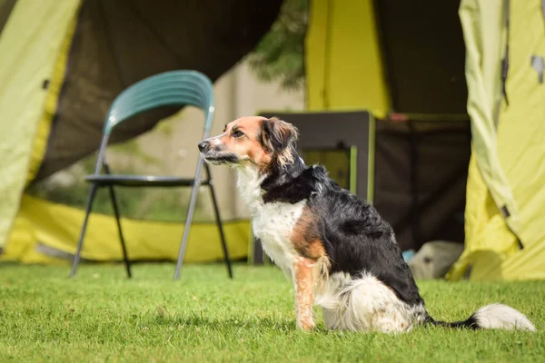 Bohemian Spotted Dog is jumping over the hurdles. Amazing day on czech agility privat training