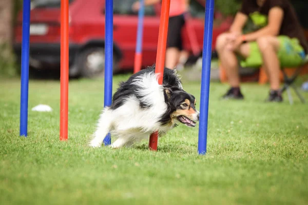 Collie Confine Tricolore Slalom Agilità Sulla Concorrenza Ratenice Incredibile Giornata — Foto Stock