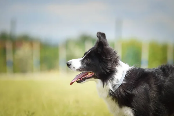 Crazy Jung Female Border Collie Running She Happy Funny — Stock Photo, Image