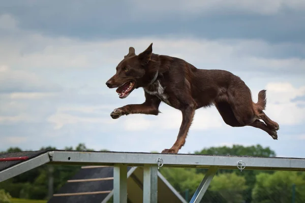 Crazy Μαύρο Και Άσπρο Σύνορα Collie Τρέχει Στο Πάρκο Ευκινησία — Φωτογραφία Αρχείου