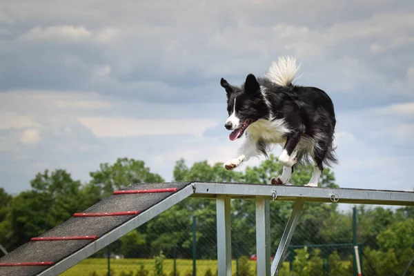 Pazzo Collie Confine Bianco Nero Esecuzione Agilità Parco Sulla Passeggiata — Foto Stock