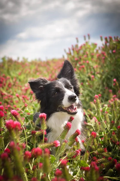 Adult Perbatasan Collie Adalah Dalam Semanggi Merah Dia Memiliki Wajah — Stok Foto