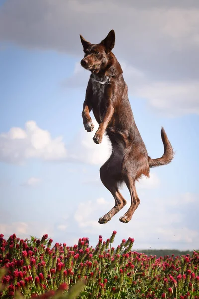 Crazy puppy of border collie is jumping in crimson clover. It was so tall so he must jump.