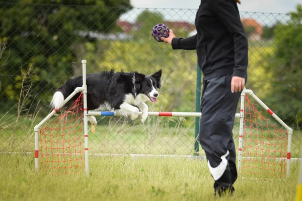 Border Collie Sta Saltando Gli Ostacoli Incredibile Giornata Sulla Formazione — Foto Stock