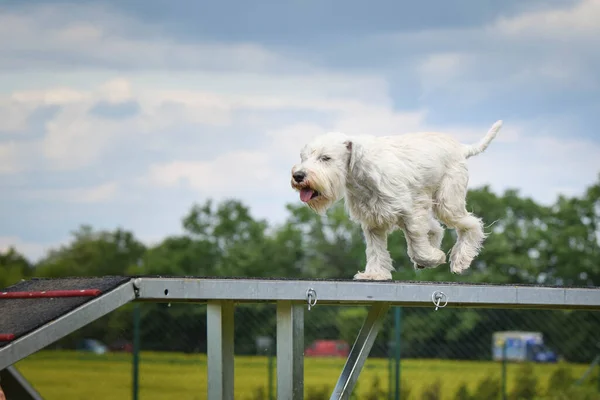 Perro Blanco Loco Está Corriendo Parque Agilidad Paseo Del Perro — Foto de Stock