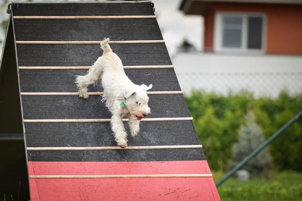 Fantastisk Galen Vit Hund Springer Agility Park Hon Lär Nya — Stockfoto