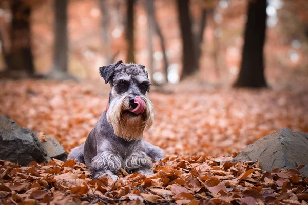 周りの自然の中に横たわっているシュナウザーの葉です 彼女はとてもかわいい犬です — ストック写真