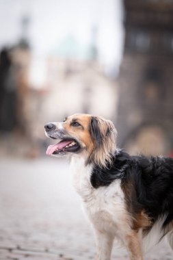 Siyah ve beyaz Bohem Benekli Köpek köprüde duruyor. Prag 'ın merkezindeydi. Çok sabırlı bir model..