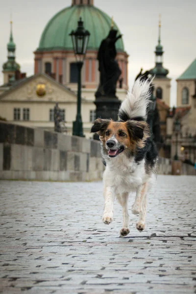 Czarno Biały Bohemian Spotted Dog Biegnie Moście Była Centrum Pragi — Zdjęcie stockowe