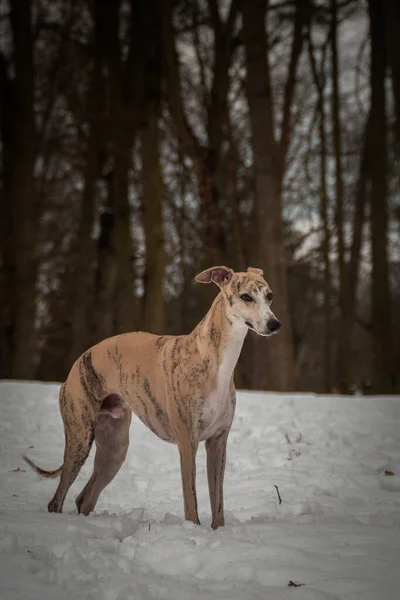 Whippet Dog Está Parado Neve Fotos Inverno Castelo Checo Konopiste — Fotografia de Stock