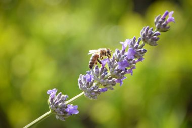 Levander çiçek deseni, Lavandula angustifolia çiçek demeti, yeşil bokeh arka planda mor leylak kokulu çiçek, seçici odak