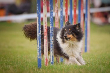 Köpek çeviklik eğitimi için slalom koşuyor yaz kampı czech slalom..