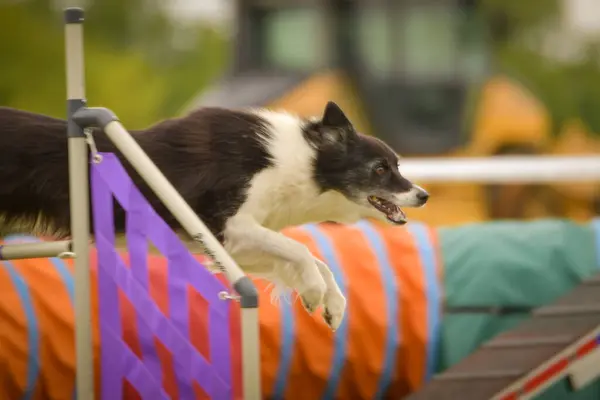 Dog is jumping over the hurdles. Amazing day on czech agility competition.