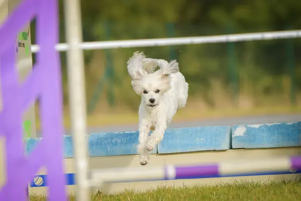 Dog is jumping over the hurdles. Amazing day on czech agility competition.