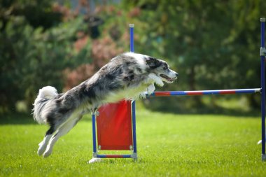 Köpek engellerin üzerinden atlıyor. Czech çeviklik yarışmasında harika bir gün..