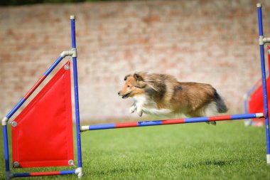 Köpek engellerin üzerinden atlıyor. Czech çeviklik yarışmasında harika bir gün..