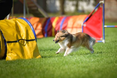 Köpek engellerin üzerinden atlıyor. Czech çeviklik yarışmasında harika bir gün..