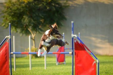 Köpek engellerin üzerinden atlıyor. Czech çeviklik yarışmasında harika bir gün..