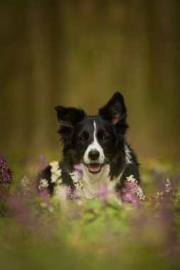 Doğadaki köpeğin bahar portresi. Doğası gereği çok sevimli. Çok güzel bir yüzü var.