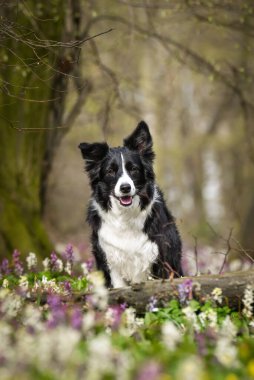 Doğadaki köpeğin bahar portresi. Doğası gereği çok sevimli. Çok güzel bir yüzü var.