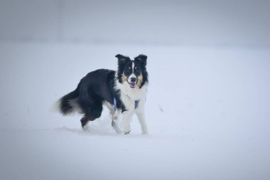 Üç renkli Sınır Çobanı karda sahada koşuyor. O çok yumuşak bir köpek..