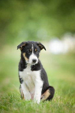 Doğadaki köpeğin bahar portresi. Doğası gereği çok sevimli. Çok güzel bir yüzü var.