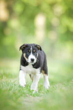 Doğadaki köpeğin bahar portresi. Doğası gereği çok sevimli. Çok güzel bir yüzü var.