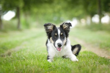 Doğadaki köpeğin bahar portresi. Doğası gereği çok sevimli. Çok güzel bir yüzü var.