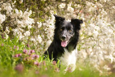 Doğadaki köpeğin bahar portresi. Doğası gereği çok sevimli. Çok güzel bir yüzü var.