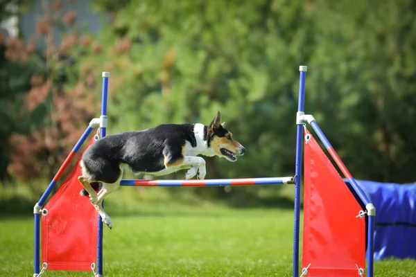 Köpek engellerin üzerinden atlıyor. Czech çeviklik yarışmasında harika bir gün..