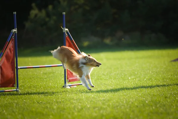 Köpek engellerin üzerinden atlıyor. Czech çeviklik yarışmasında harika bir gün..