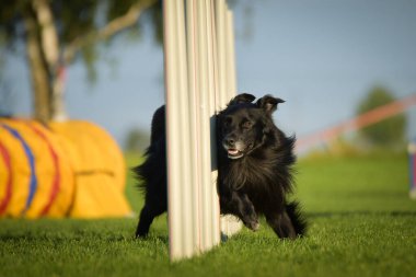 Köpek çeviklik eğitimi için slalom koşuyor yaz kampı czech slalom..