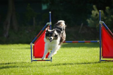 Köpek engellerin üzerinden atlıyor. Czech çeviklik yarışmasında harika bir gün..