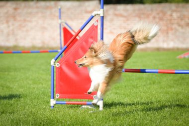 Köpek engellerin üzerinden atlıyor. Czech çeviklik yarışmasında harika bir gün..