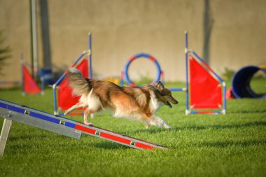 Köpek çeviklik dengesi demetinde koşuyor. Çeviklik konusunda inanılmaz bir köpek..