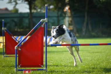Köpek engellerin üzerinden atlıyor. Czech çeviklik yarışmasında harika bir gün..