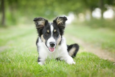 Doğadaki köpeğin bahar portresi. Doğası gereği çok sevimli. Çok güzel bir yüzü var.